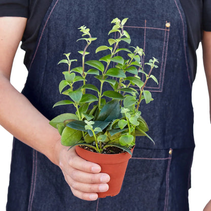 Lipstick Plant, 4-inch pot, sturdy green leaves in terracotta pot, Rooted Treasures Farms on Tampa Home & Garden Store