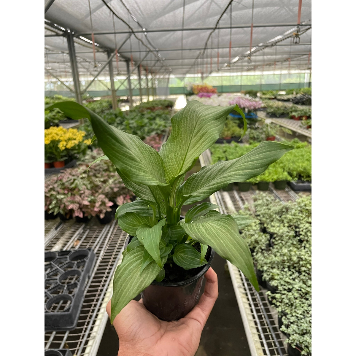 Spathiphyllum Platinum Mist houseplant with green leaves in a small pot by House Plant Shop on Tampa Home & Garden Store