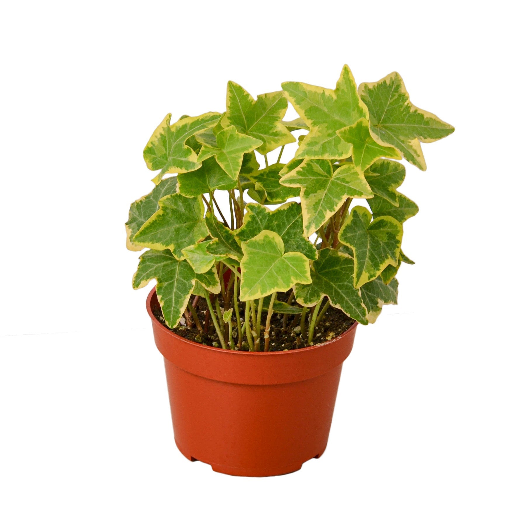 English Ivy Gold Child plant with variegated green-yellow leaves in a terracotta pot on Tampa Home & Garden Store