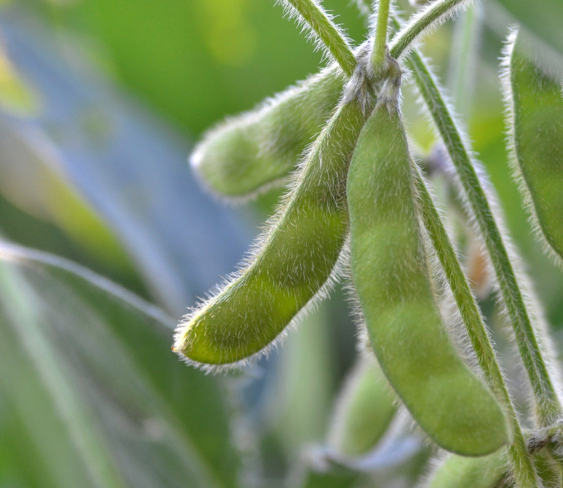 Shurofumi Edamame soybean bush seeds, green fuzzy pods on plant, Seedtime Store on Tampa Home & Garden Store