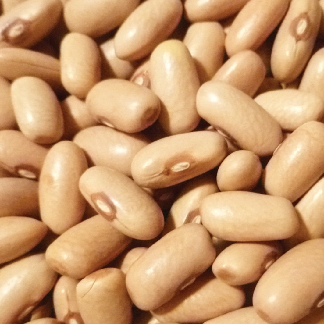 Arikara Yellow Bean seeds, bush variety, beige seeds Seedtime Store on Tampa Home & Garden Store