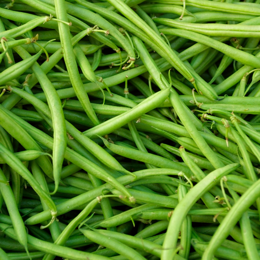 Ideal Market Bean (Pole) green bean pods, fresh bright green harvest on Tampa Home & Garden Store