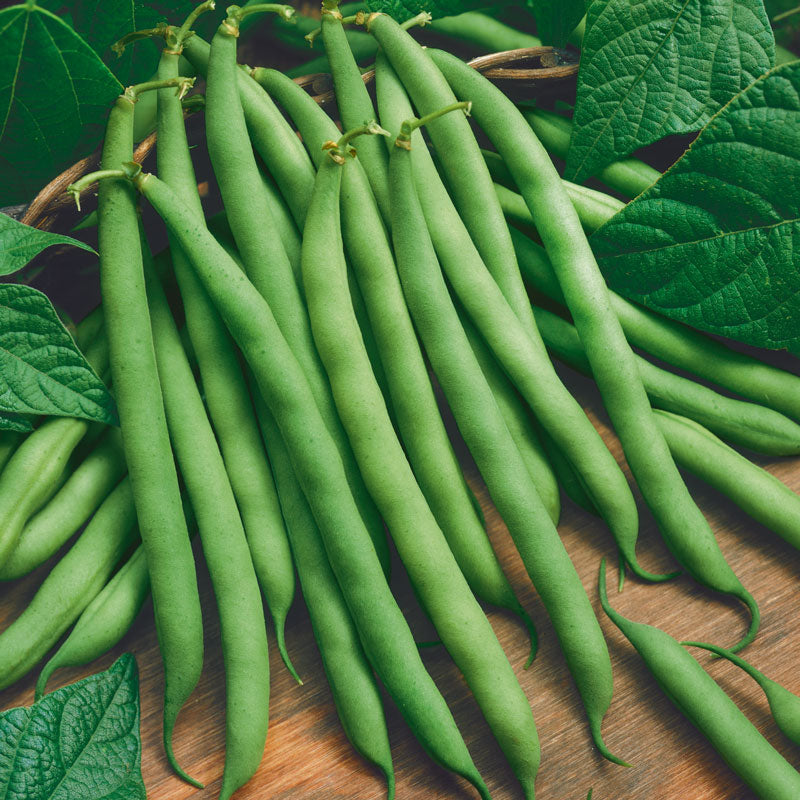 Fournisseur de graines de haricots nains (biologiques)