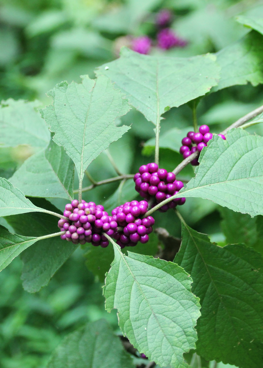 Beautyberry Callicarpa americana herb Sow Exotic with purple berry clusters on green leaves on Tampa Home & Garden Store