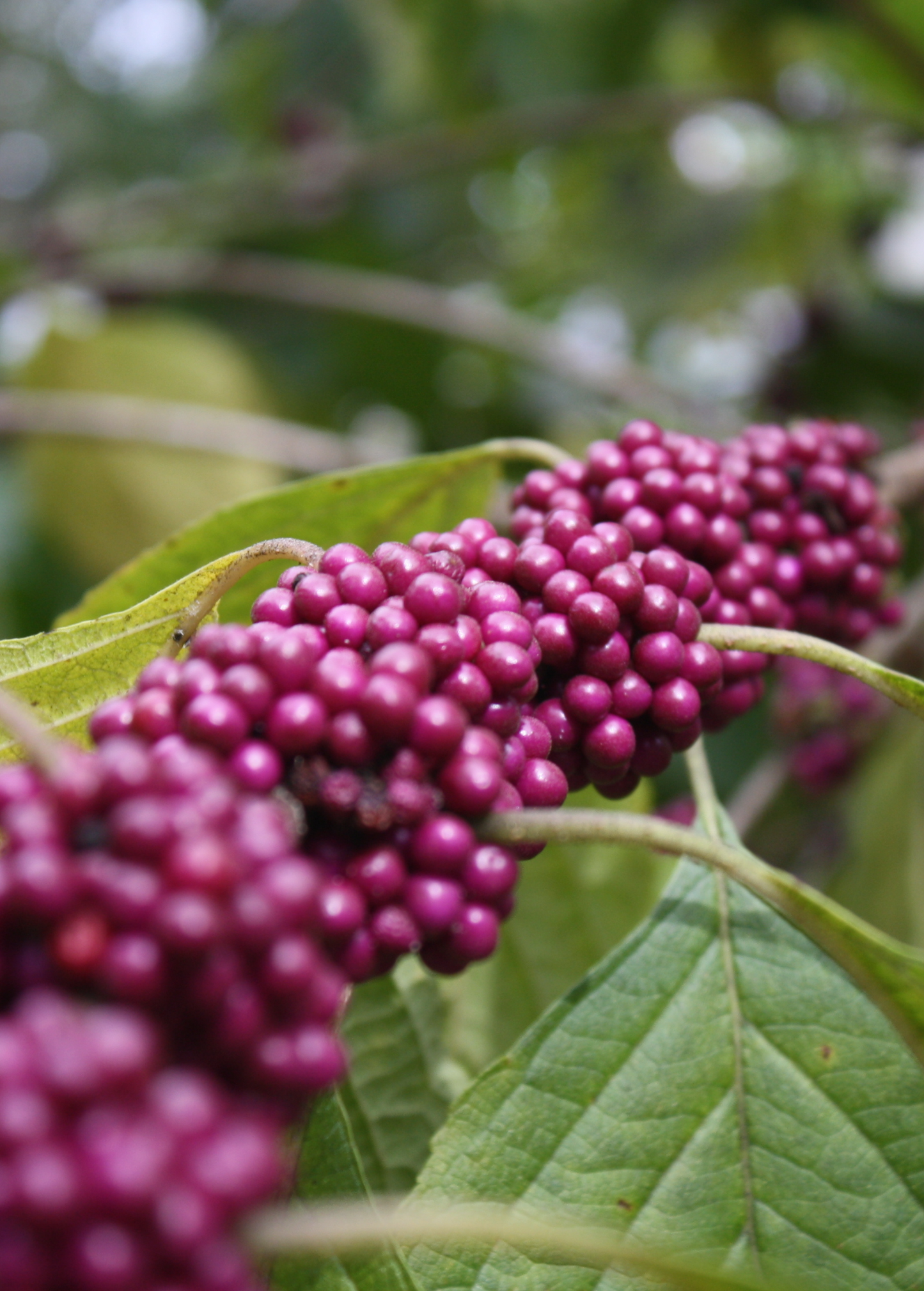 Beautyberry (Callicarpa americana) herb with purple berry clusters on green leaves Sow Exotic on Tampa Home & Garden Store