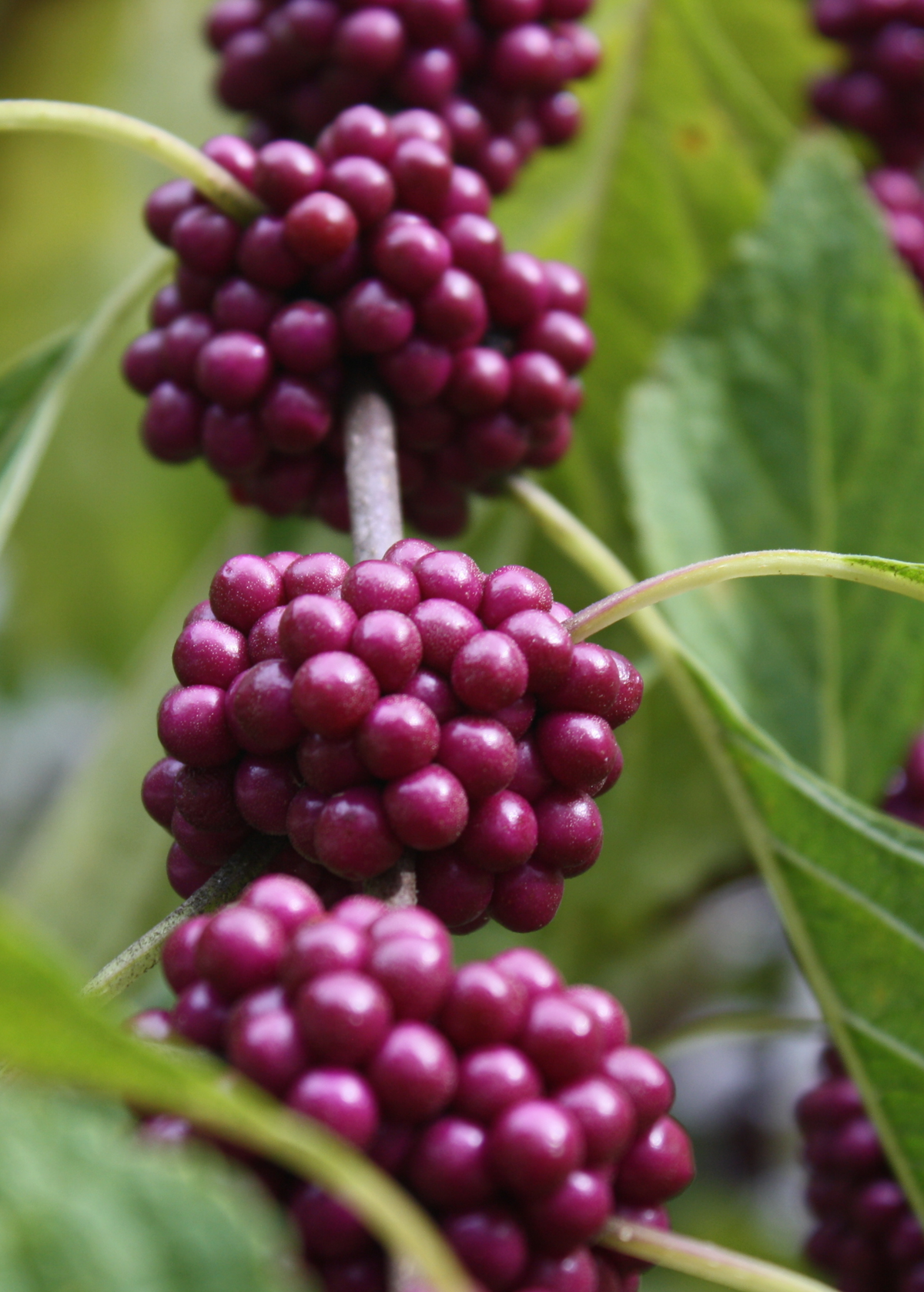 Beautyberry Callicarpa americana with vivid purple berry clusters, landscaping plant by Sow Exotic on Tampa Home & Garden Store