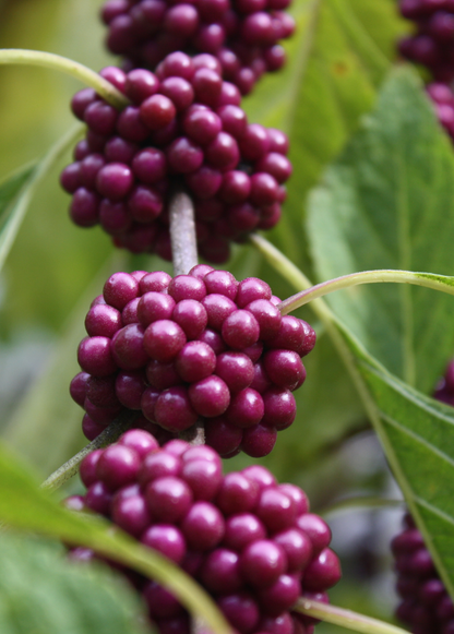 Beautyberry Callicarpa americana with vivid purple berry clusters, landscaping plant by Sow Exotic on Tampa Home & Garden Store
