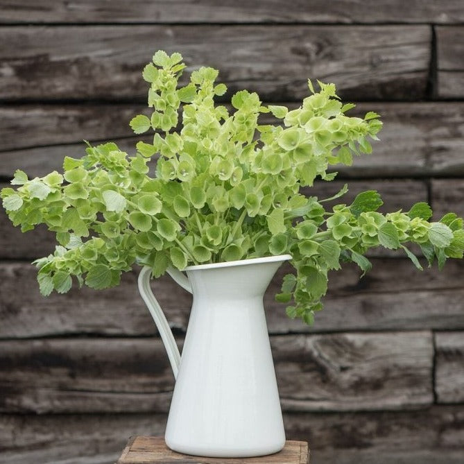 Bells of Ireland seeds in a white pitcher with bright green stems and rounded leaves on Tampa Home & Garden Store