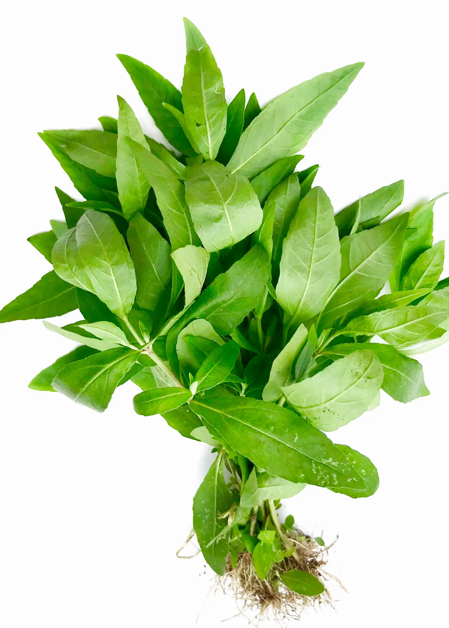 - image on Tampa Home & Garden Store