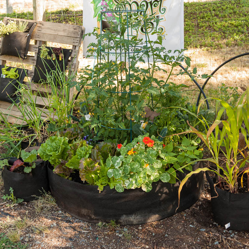 Bolsas de cultivo de 100 galones Smart Pot Big Bag | Negro