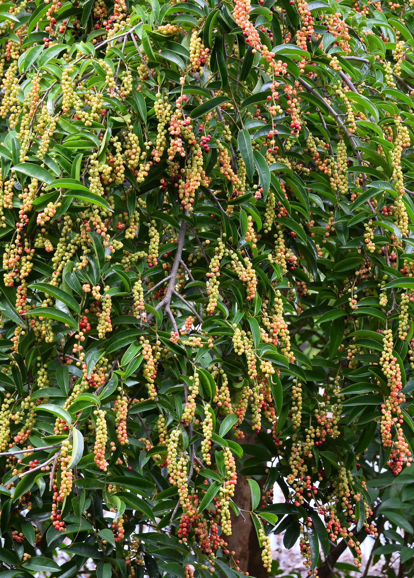 Bignay Tree (Antidesma bunius)