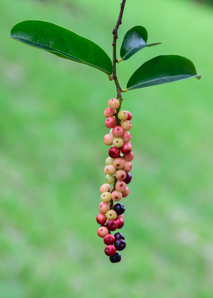 Bignay Tree (Antidesma bunius)