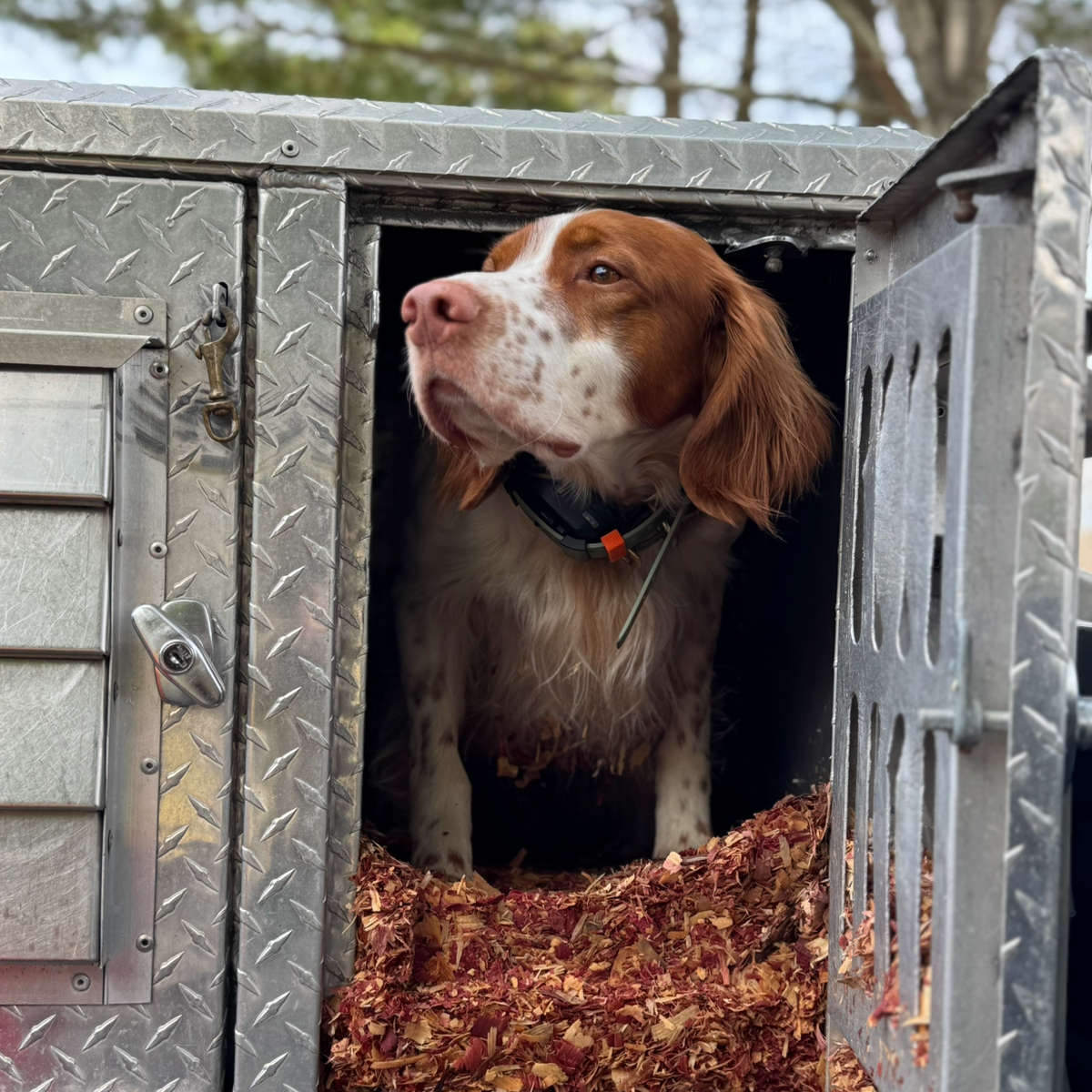 Adapter Kit Hoss Straps on a hunting dog wearing a black collar with orange tag in a metal kennel on Tampa Home & Garden Store
