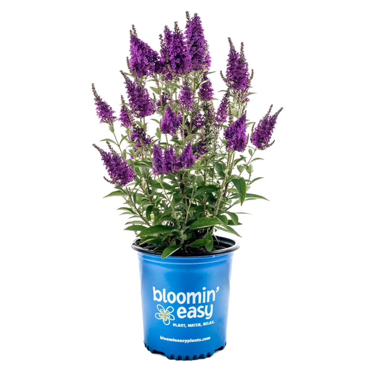 Birthday Cake Butterfly Bush plant in a blue bloomin' easy pot on Tampa Home & Garden Store