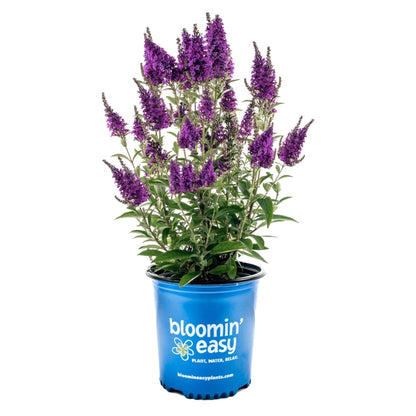 Birthday Cake Butterfly Bush plant in a blue bloomin' easy pot on Tampa Home & Garden Store
