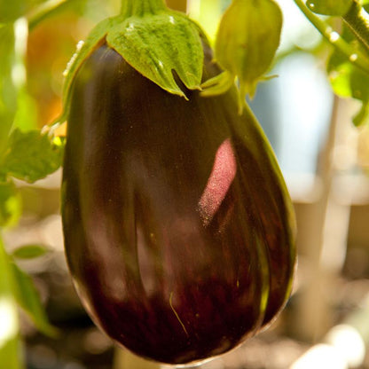 Black Beauty eggplant on plant with glossy purple skin and green calyx Grow Organic seeds on Tampa Home & Garden Store