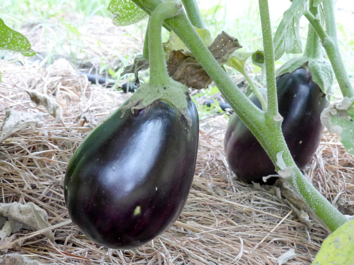 Black Beauty Eggplant seeds by Seedtime Store; two glossy deep purple eggplants on vines on Tampa Home & Garden Store
