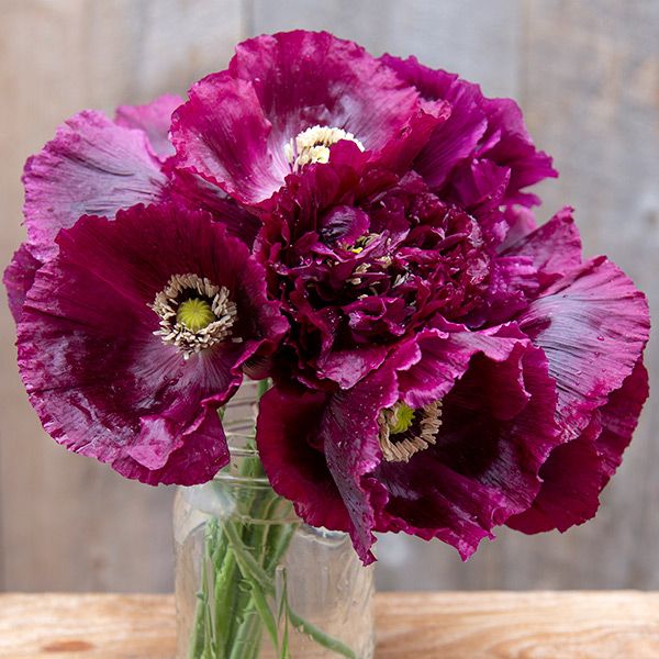 Black Beauty Poppy seeds, burgundy blooms in a glass vase on a wooden table on Tampa Home & Garden Store