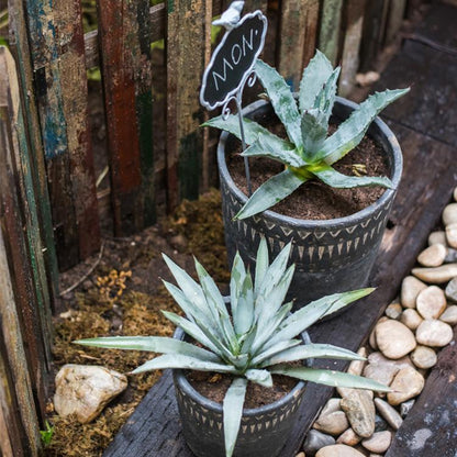Black cement planter pair by RusticReach with agave; MON sign in top pot on Tampa Home & Garden Store