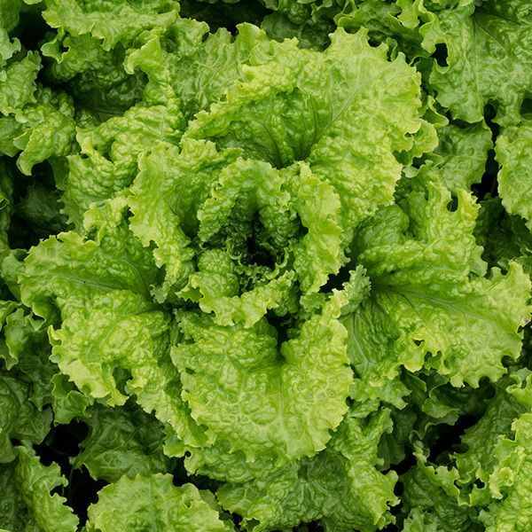Black Seeded Simpson Lettuce seeds, green crinkled leaves close-up, Seedtime Store on Tampa Home & Garden Store