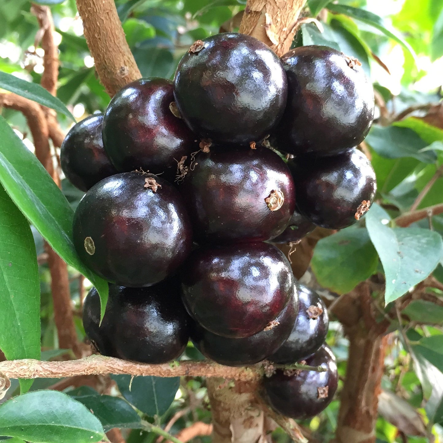 Arbre Jaboticaba | Sabara Jaboticaba, Fruits Noirs