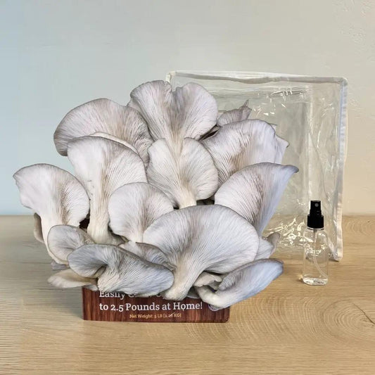 Three-pack mushroom growing kit with a dense cluster of white oyster mushrooms on a wooden base on Tampa Home & Garden Store