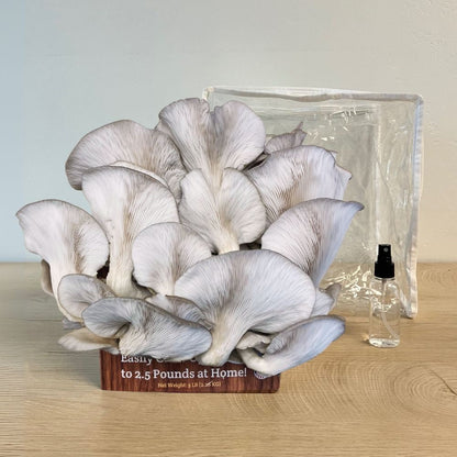 3 Pack - Premium Lion's Mane, Pink, and Blue Oyster Mushroom Growing Kit - 15 LBS