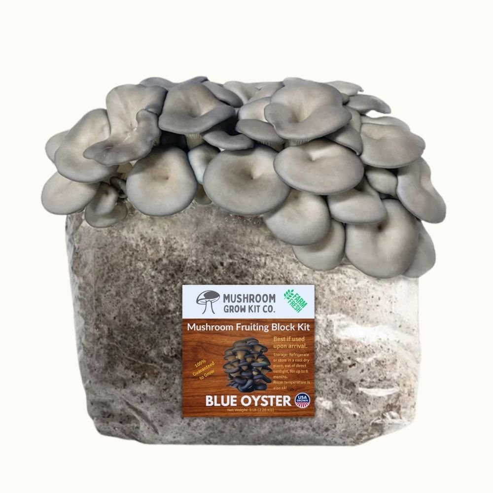4 Pack - Premium Lion's Mane, Gold, Pink, and Blue Oyster Mushroom Fruiting Block Grow Kits - 20 LBS