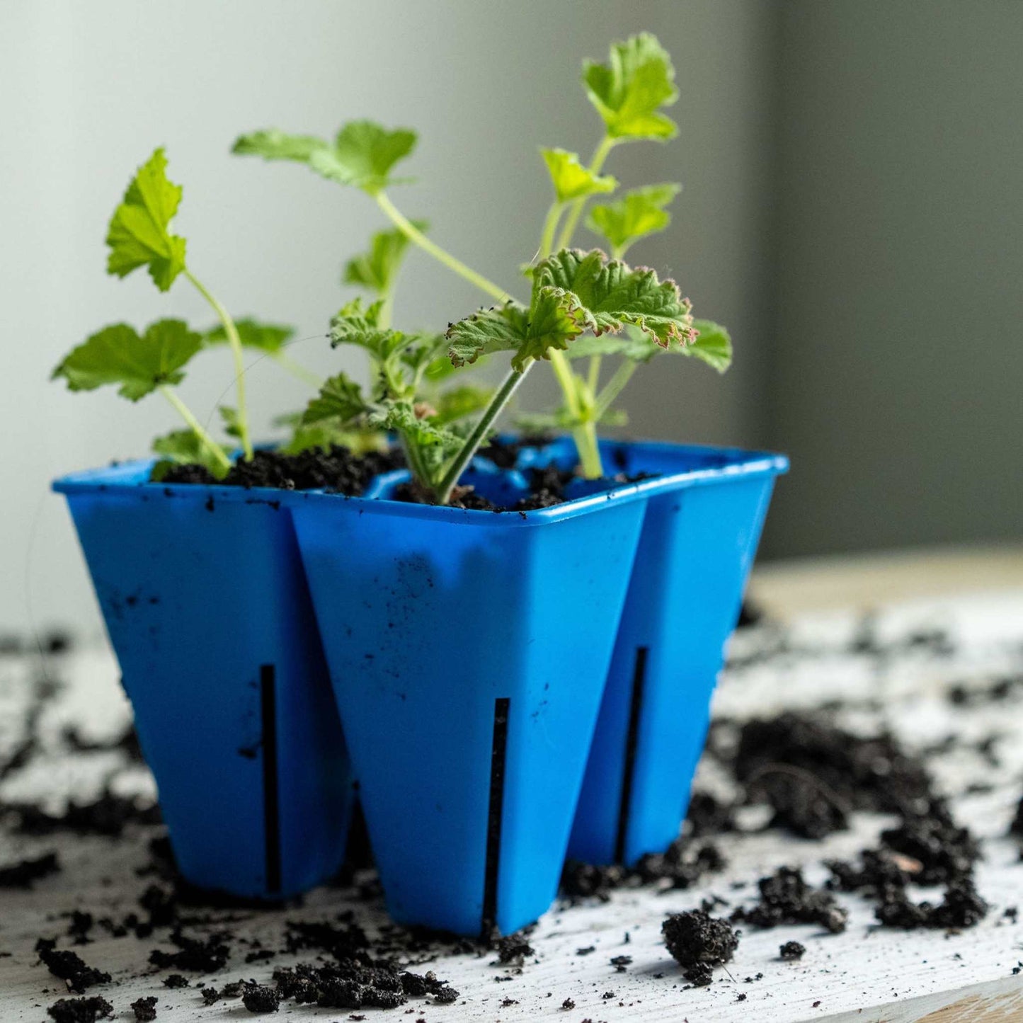 4 Cell Seed Tray Cell Plug Tray