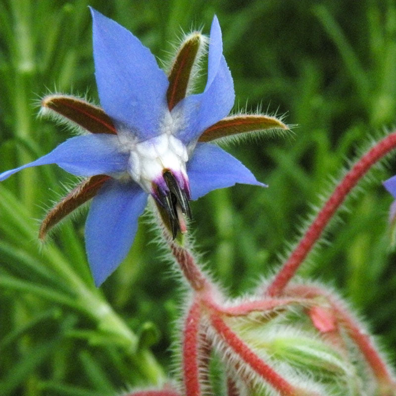 Semillas de borraja (orgánicas)