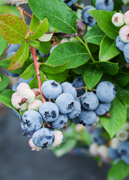 Blueberry Bush 'Sunshine Blue' (Vaccinium corymbosum)