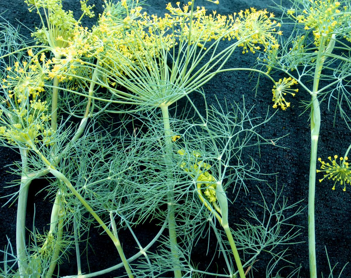 Dill bouquet with feathery blue-green foliage and bright yellow umbels Seedtime Store on Tampa Home & Garden Store