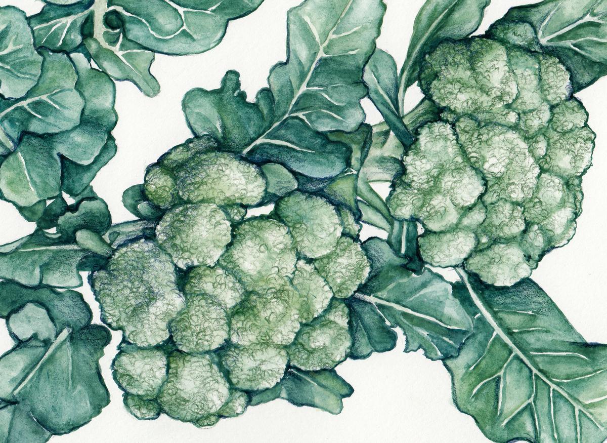 Calabrese broccoli seeds Ital. Green Sprouting variety with leafy green heads on Tampa Home & Garden Store
