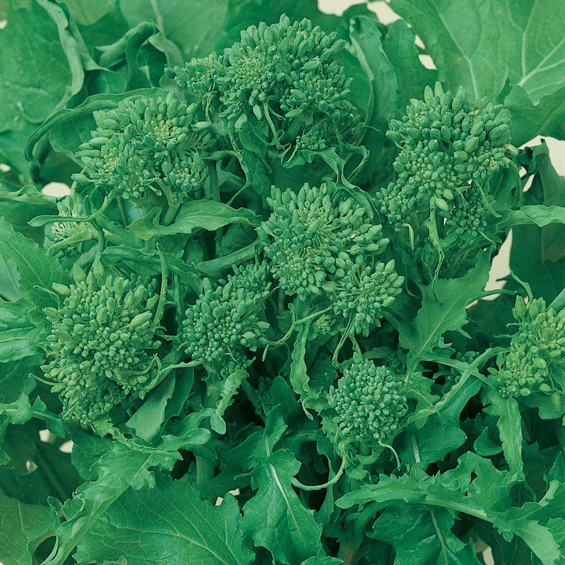 Graines de brocoli rapini (biologiques)