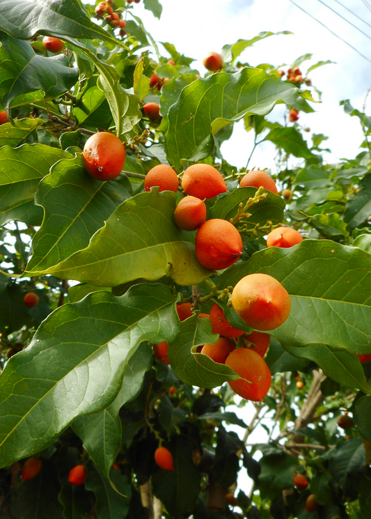 Peanut Butter Fruit Tree (Bunchosia argentea)