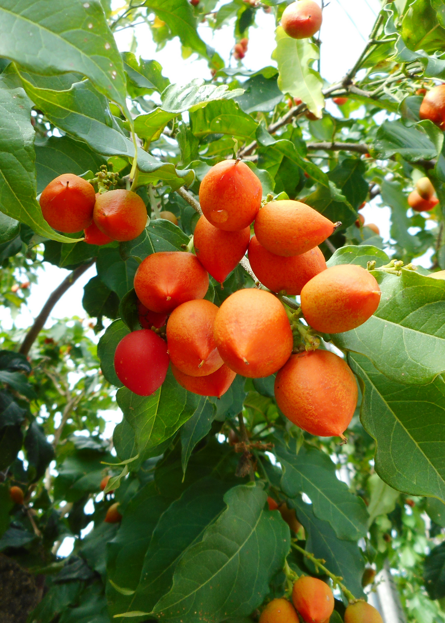 Peanut Butter Fruit Tree (Bunchosia argentea)