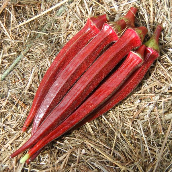 Okra seeds Burgundy pods on straw mulch, multiple glossy red on Tampa Home & Garden Store