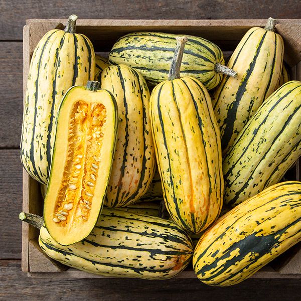 Bush Delicata Squash in yellow-striped winter variety, stacked in crate Seedtime Store on Tampa Home & Garden Store