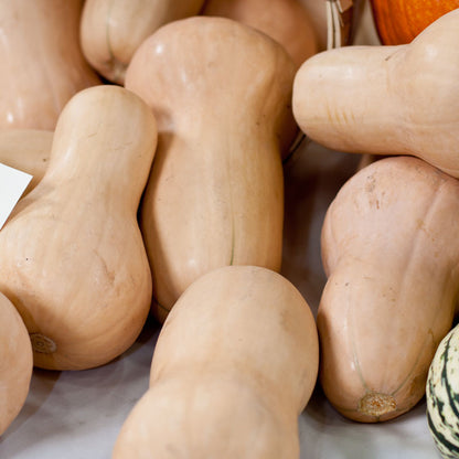 Butternut winter squash pile of pale beige elongated gourds with smooth skin on Tampa Home & Garden Store