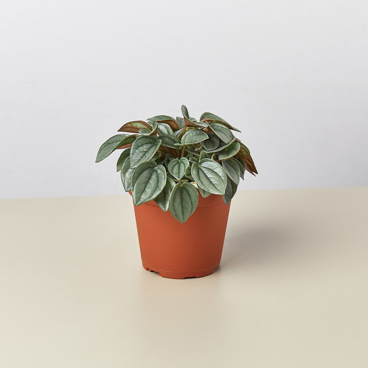 Peperomia Napoli Nights plant in a 4-inch terracotta pot with velvety gray-green leaves on Tampa Home & Garden Store