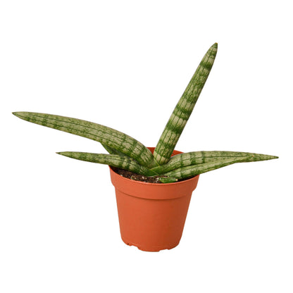 Snake Plant Starfish indoor plant with variegated green leaves in a terracotta pot on Tampa Home & Garden Store