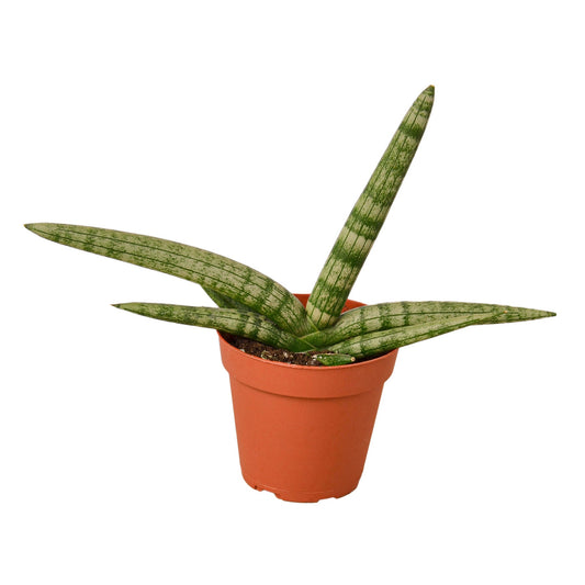 Snake Plant Starfish indoor plant with variegated green leaves in a terracotta pot on Tampa Home & Garden Store