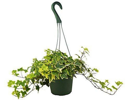 English Ivy Gold Child hanging plant with variegated green and gold ivy in a green pot on Tampa Home & Garden Store