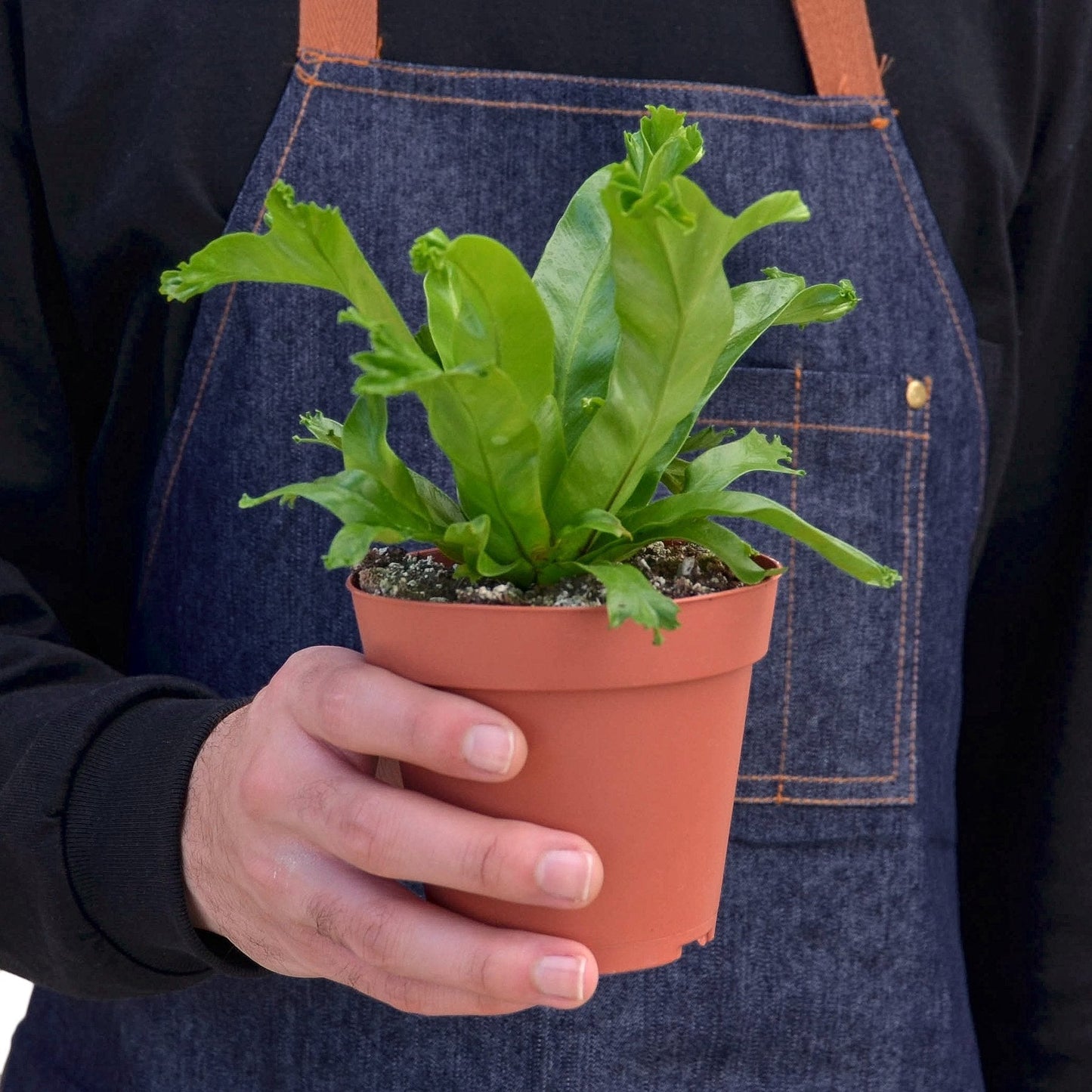 Bird’s Nest Leslie Fern indoor plant in terracotta pot with bright green frilly leaves on Tampa Home & Garden Store
