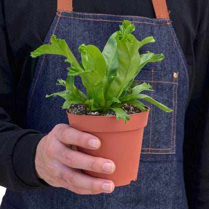 Bird’s Nest Leslie Fern indoor plant in terracotta pot with bright green frilly leaves on Tampa Home & Garden Store