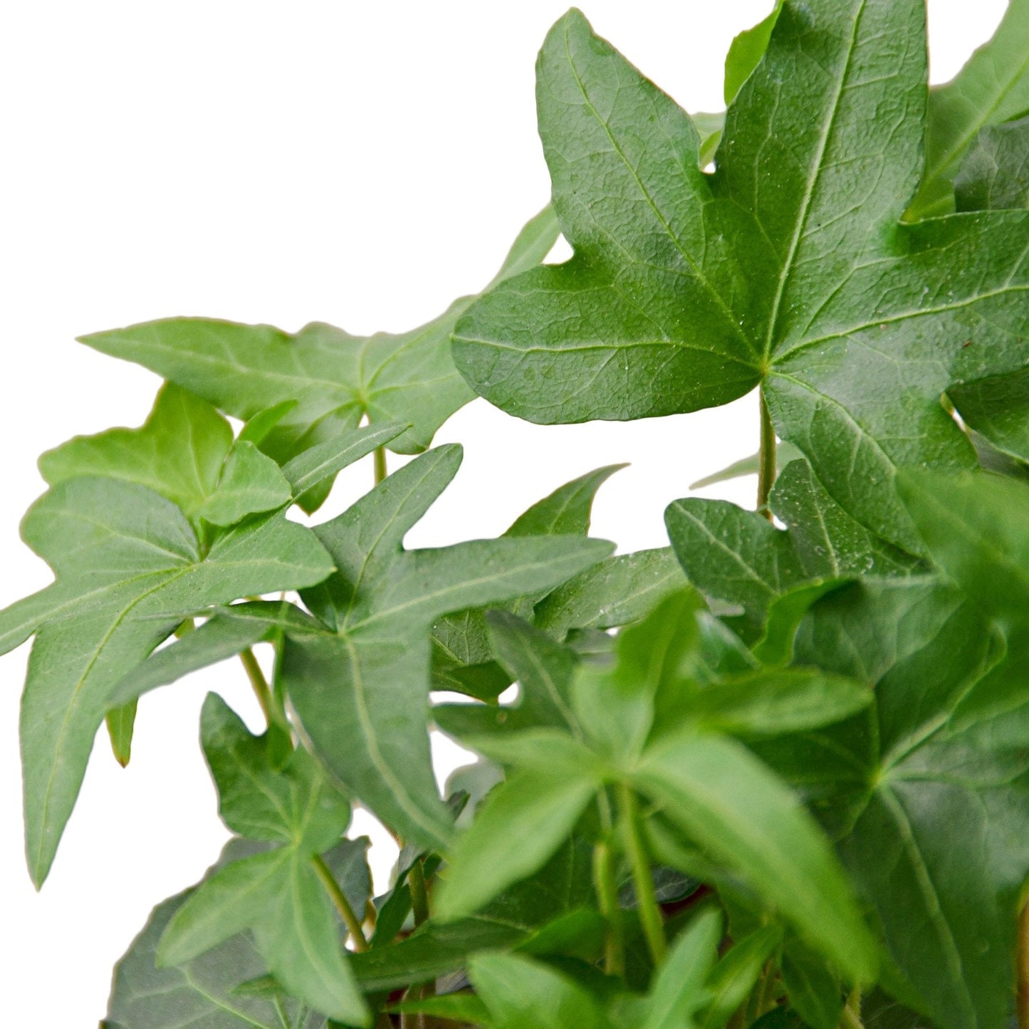 English Ivy Green California indoor plant by Rooted Treasures Farms with lush glossy leaves on Tampa Home & Garden Store