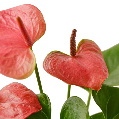 Anthurium Pink indoor plant with 4 pink blooms, Rooted Treasures Farms on Tampa Home & Garden Store