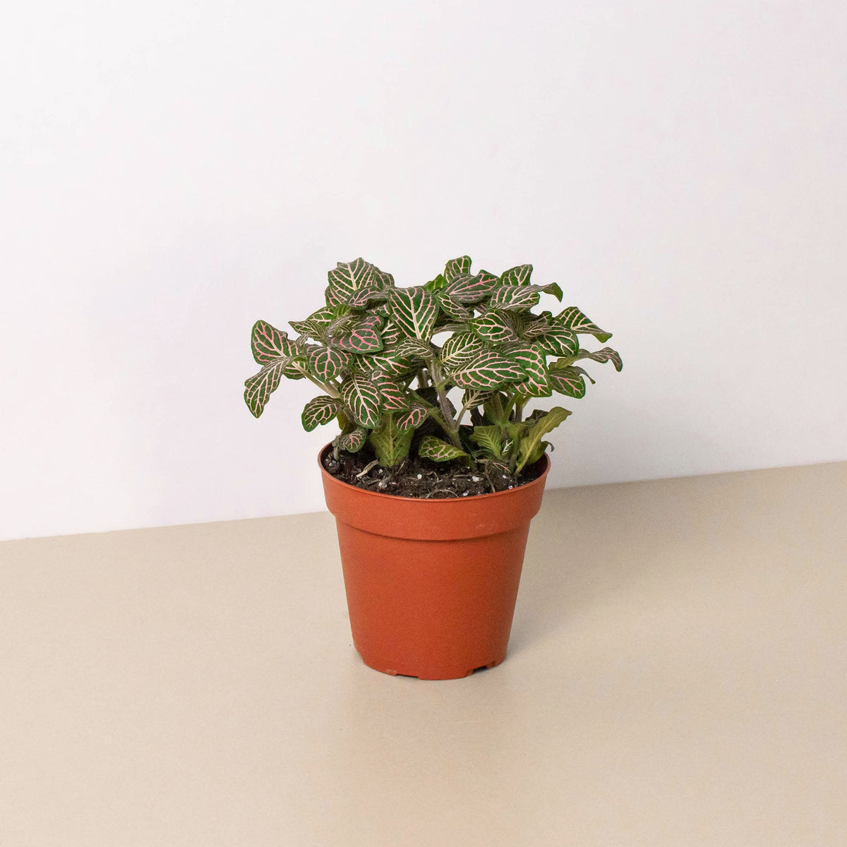 Fittonia Pink indoor plant with pink-tinged variegated leaves in a terracotta pot on Tampa Home & Garden Store