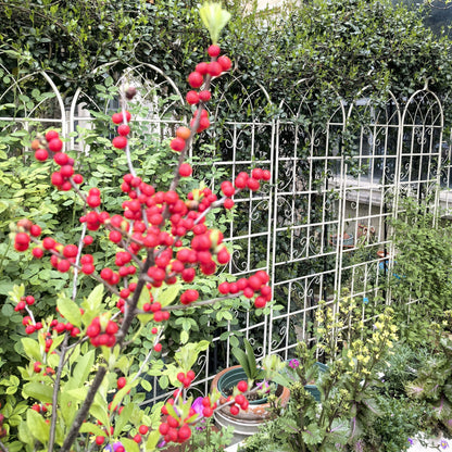 Metal Trellis For Climbing Plants And Vines