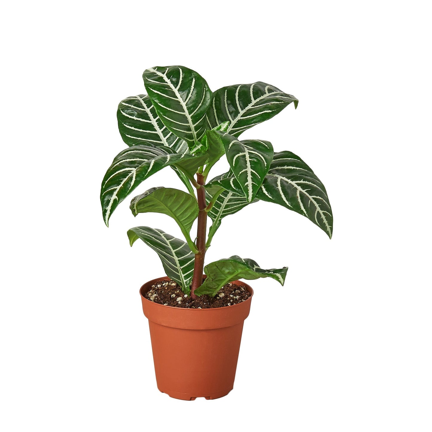 Zebra Aphelandra indoor plant with white-veined green leaves in pot Rooted Treasures Farms on Tampa Home & Garden Store